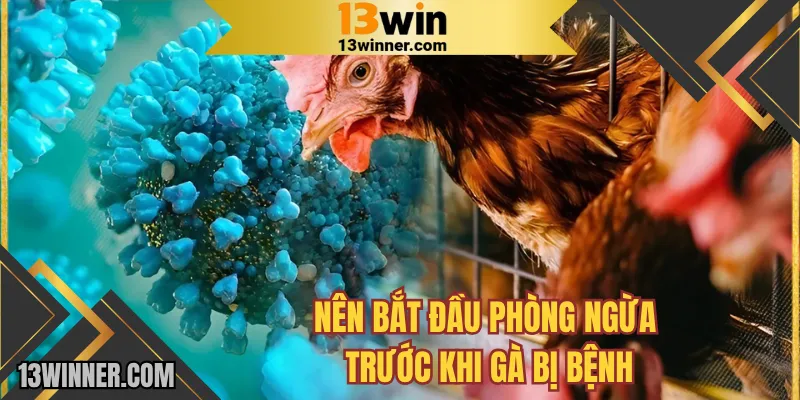Nên bắt đầu phòng ngừa trước khi gà bị bệnh tại 13WIN