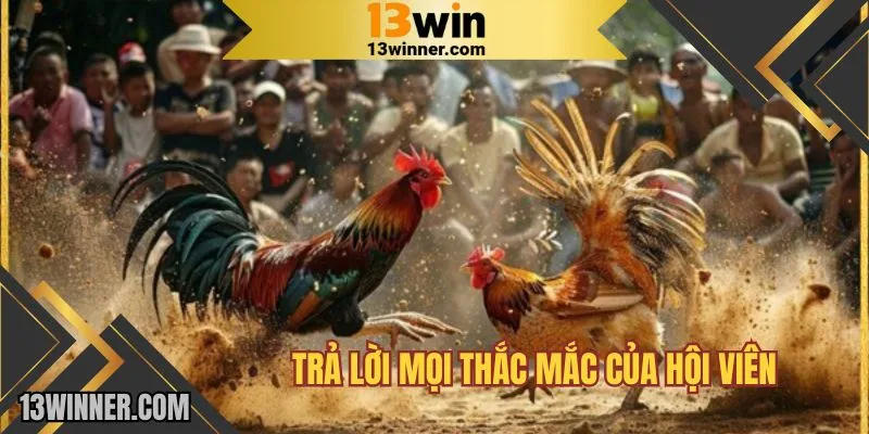 Giải đáp mọi khó khăn người chơi gặp phải khi tham gia đá gà 13WIN