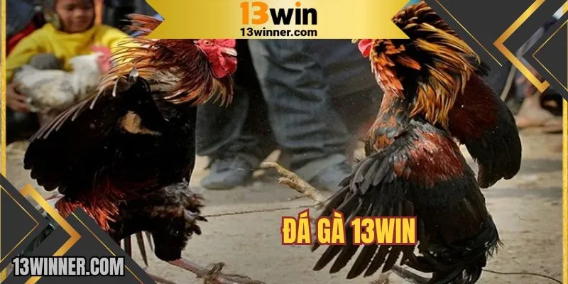 Tổng quan về sân chơi đá gà đình đám tại 13WIN